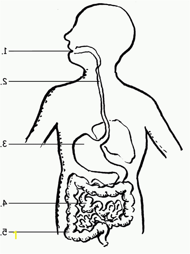 digestive system coloring page