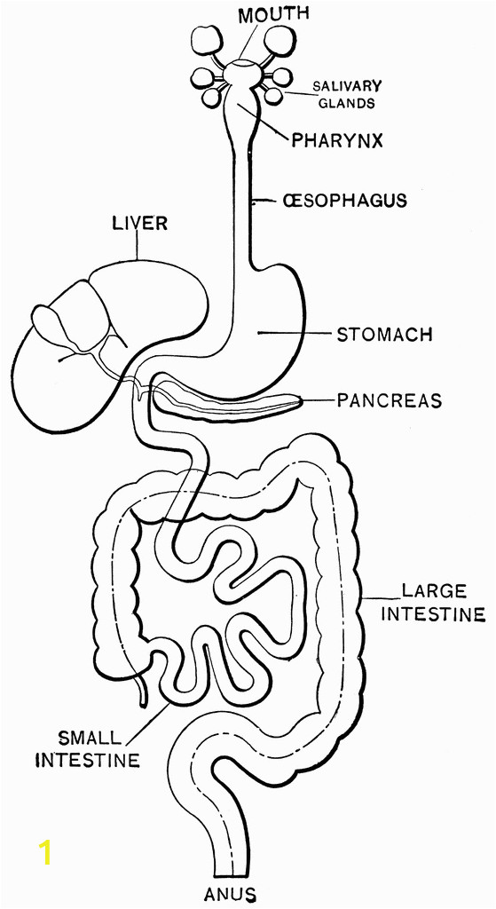 Digestive System Coloring Page for Kids Digestive System Coloring Page