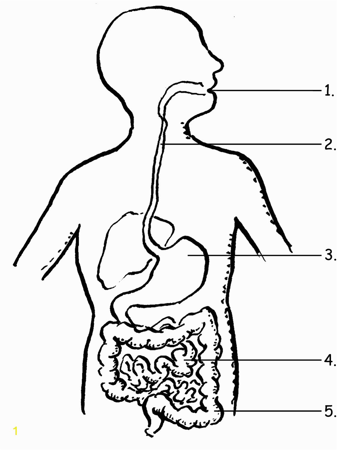 Digestive System Coloring Page for Kids Image Result for Label the Digestive System for Grade 4