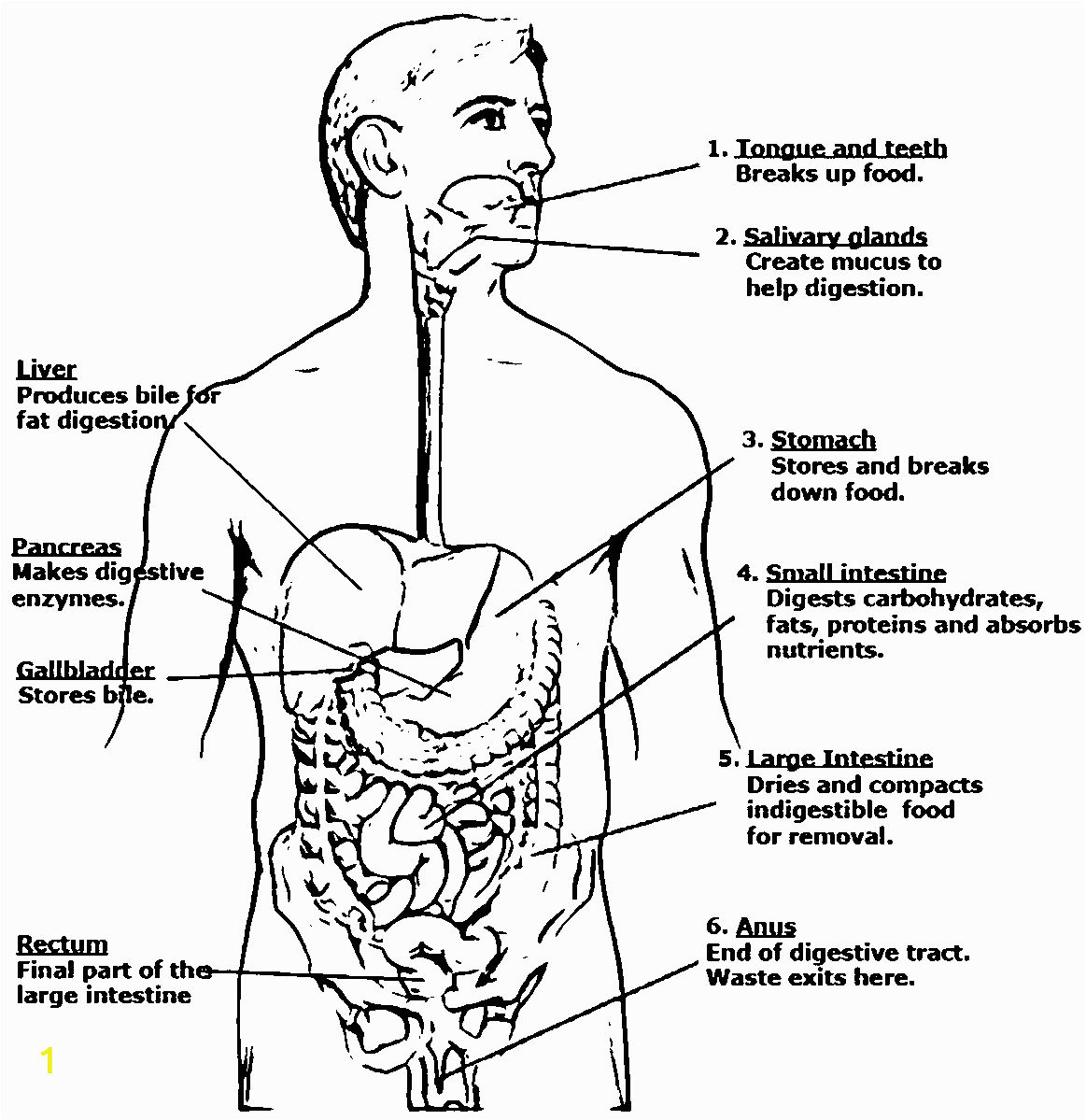 coloring pages of digestive system