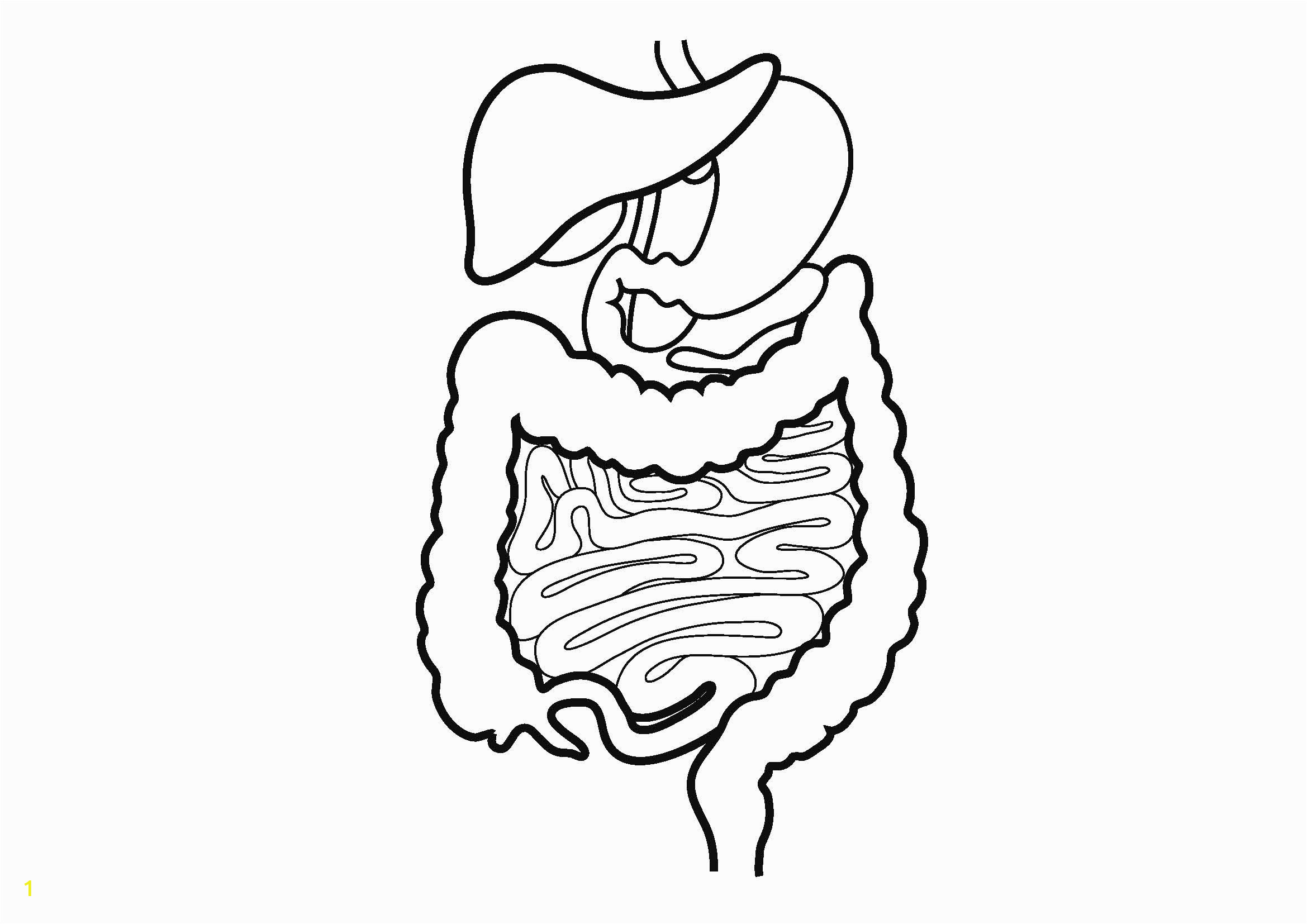 Digestive System for Kids Coloring Pages Coloring Pages Digestive System Coloring Home
