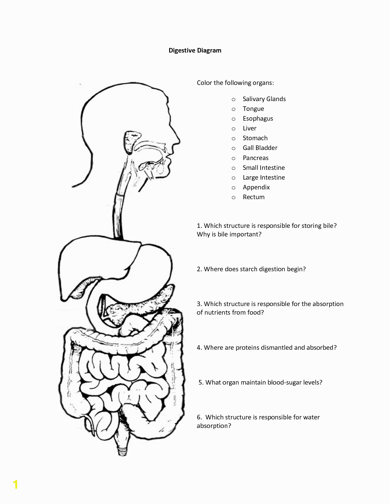 digestive system coloring page