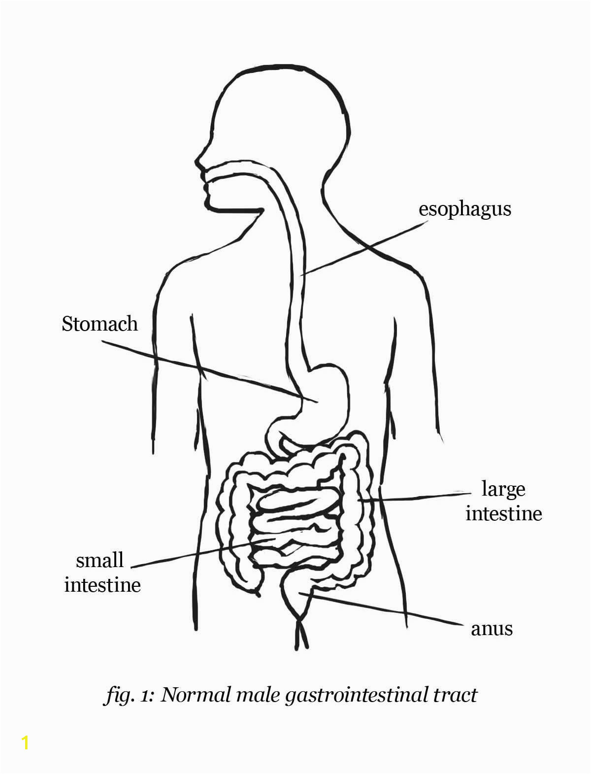 digestive system coloring page