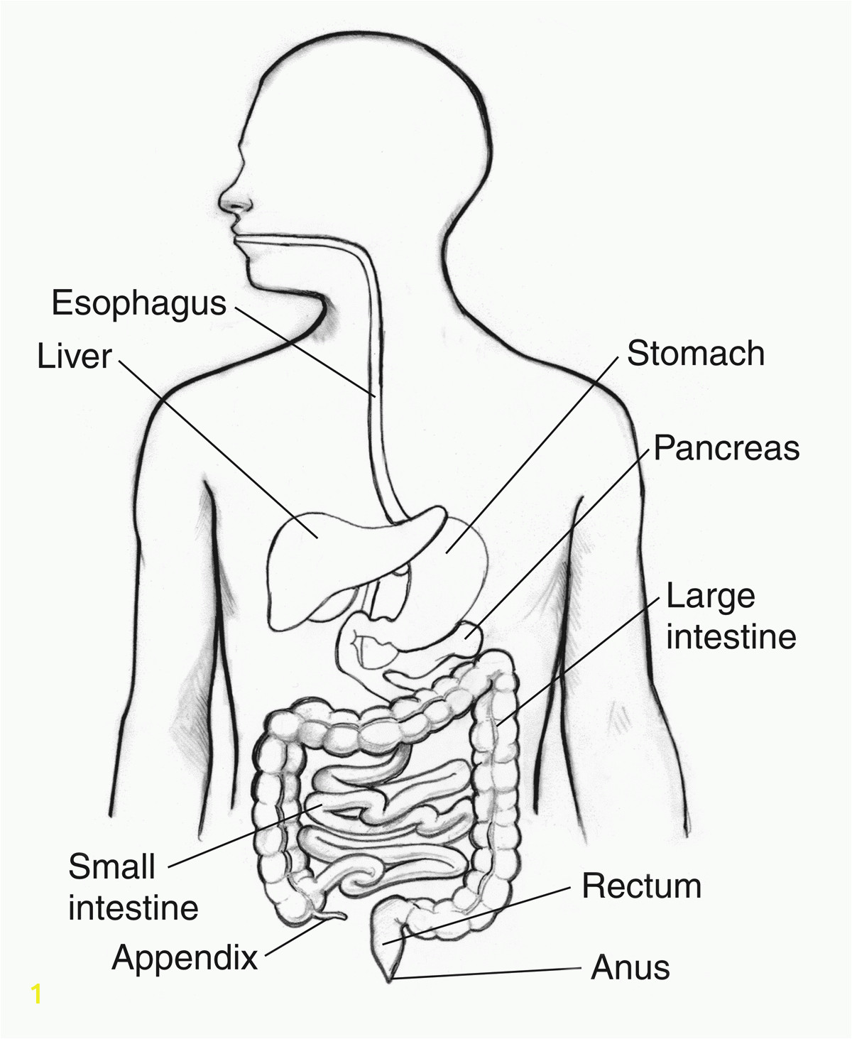 digestive system coloring page