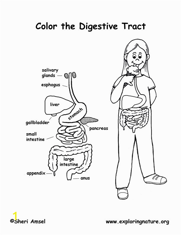 Digestive System Organs Coloring Page Younger Students