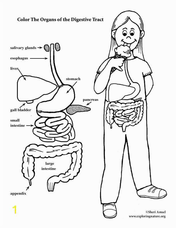 Digestive System for Kids Coloring Pages Digestive Tract Coloring Page Elementary
