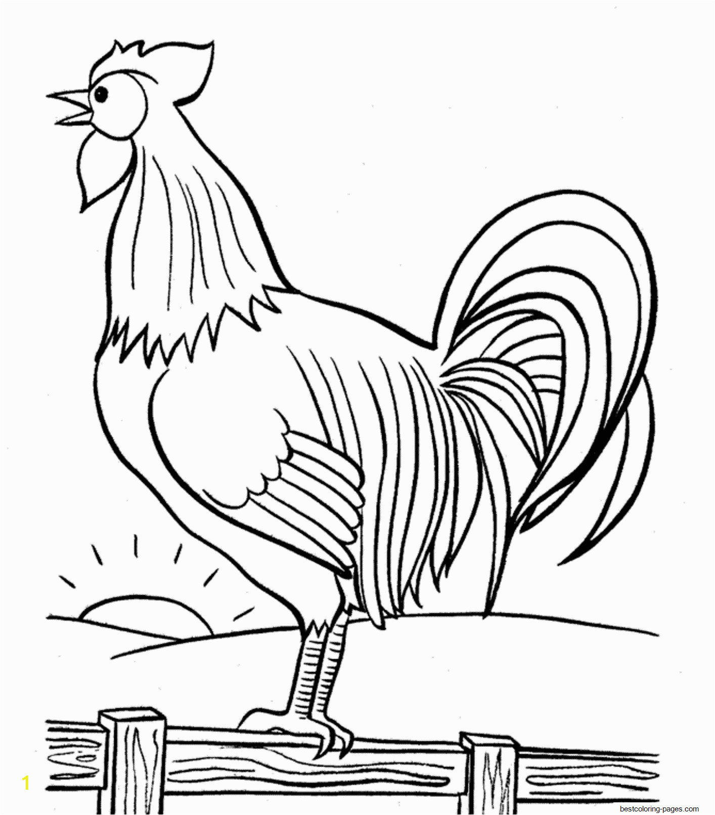 rooster crowing in the morning farm animal s0824