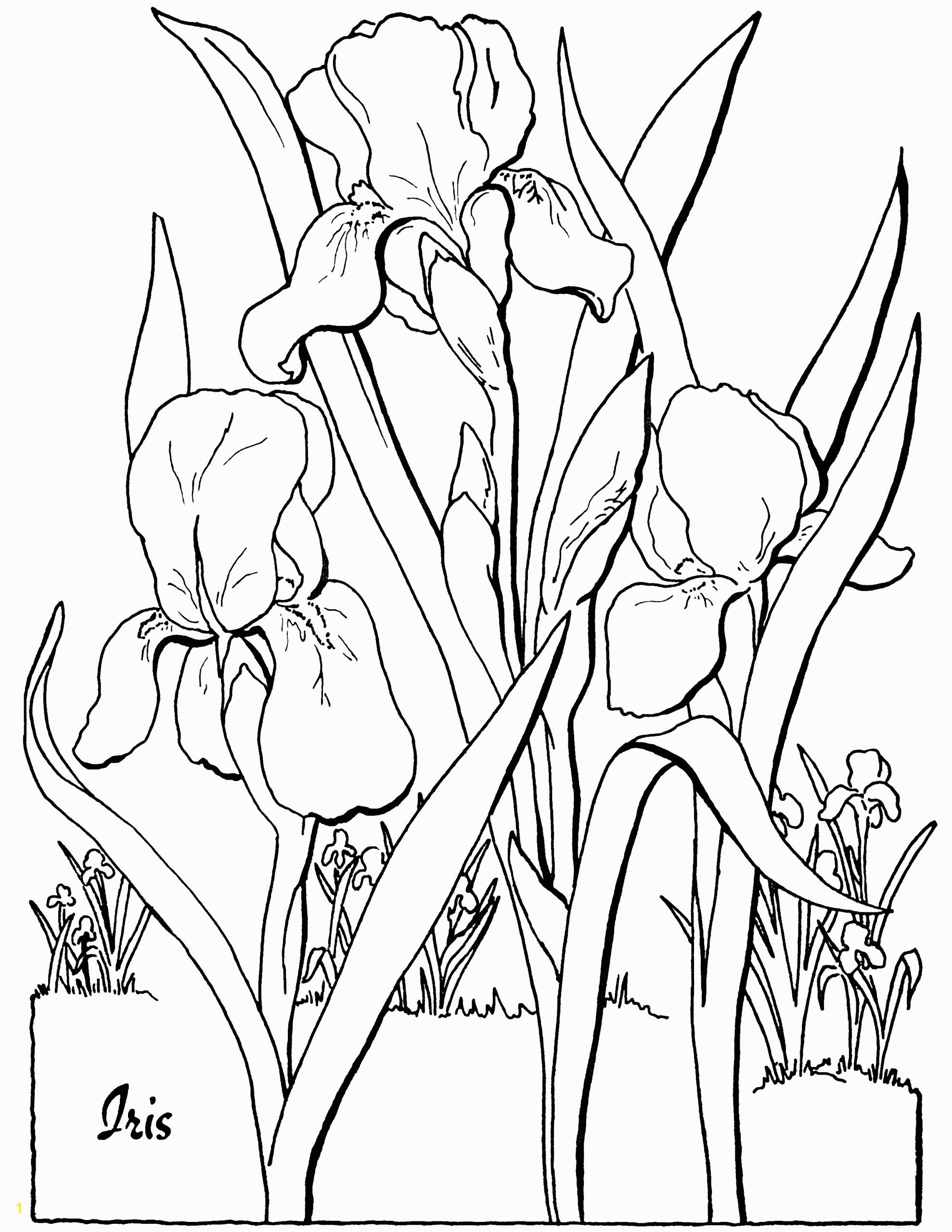 free adult floral coloring page