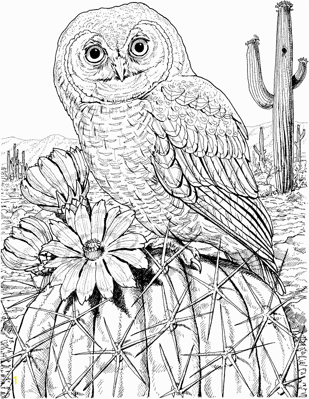 owl coloring pages