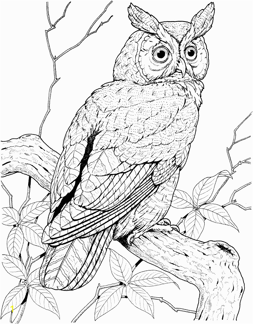owl coloring pages