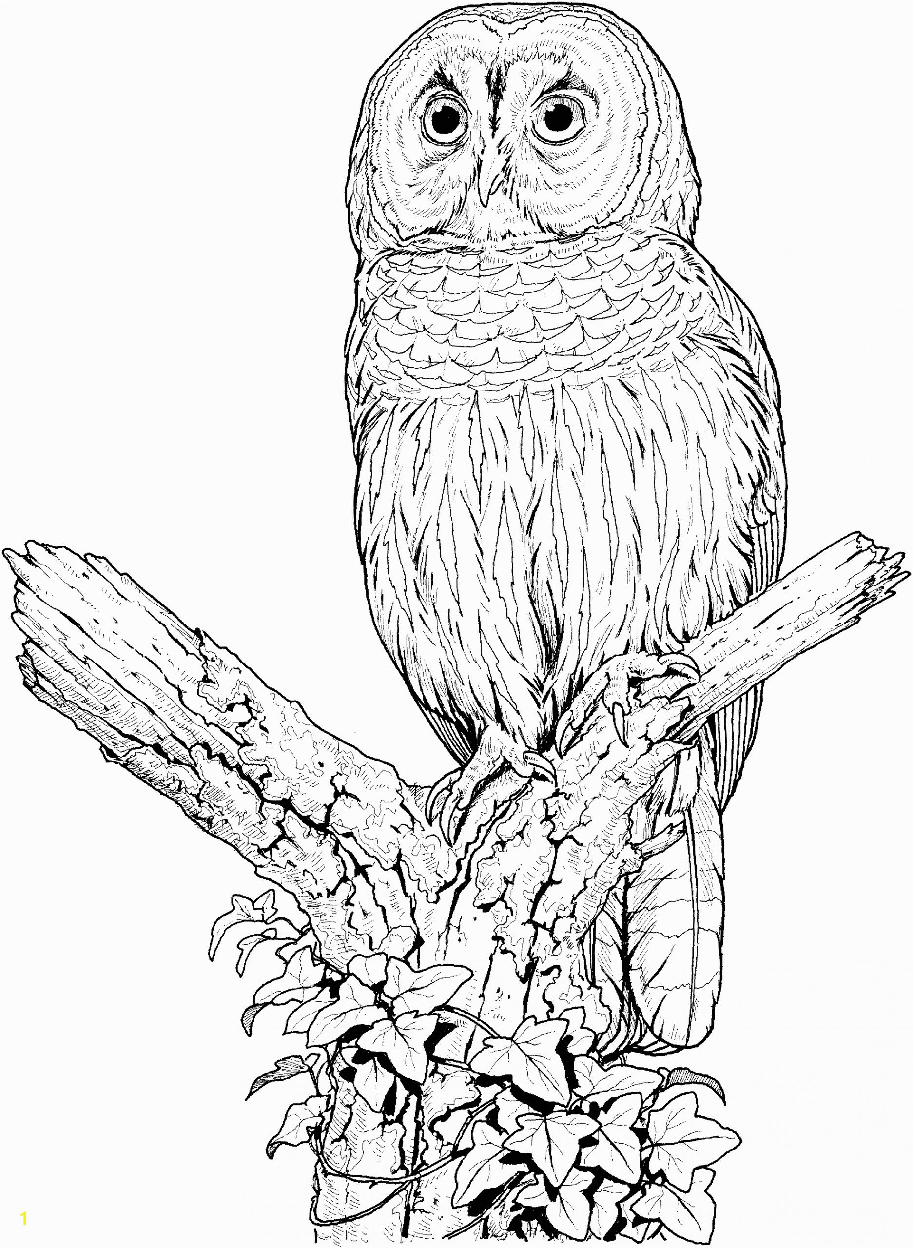 owl coloring pages