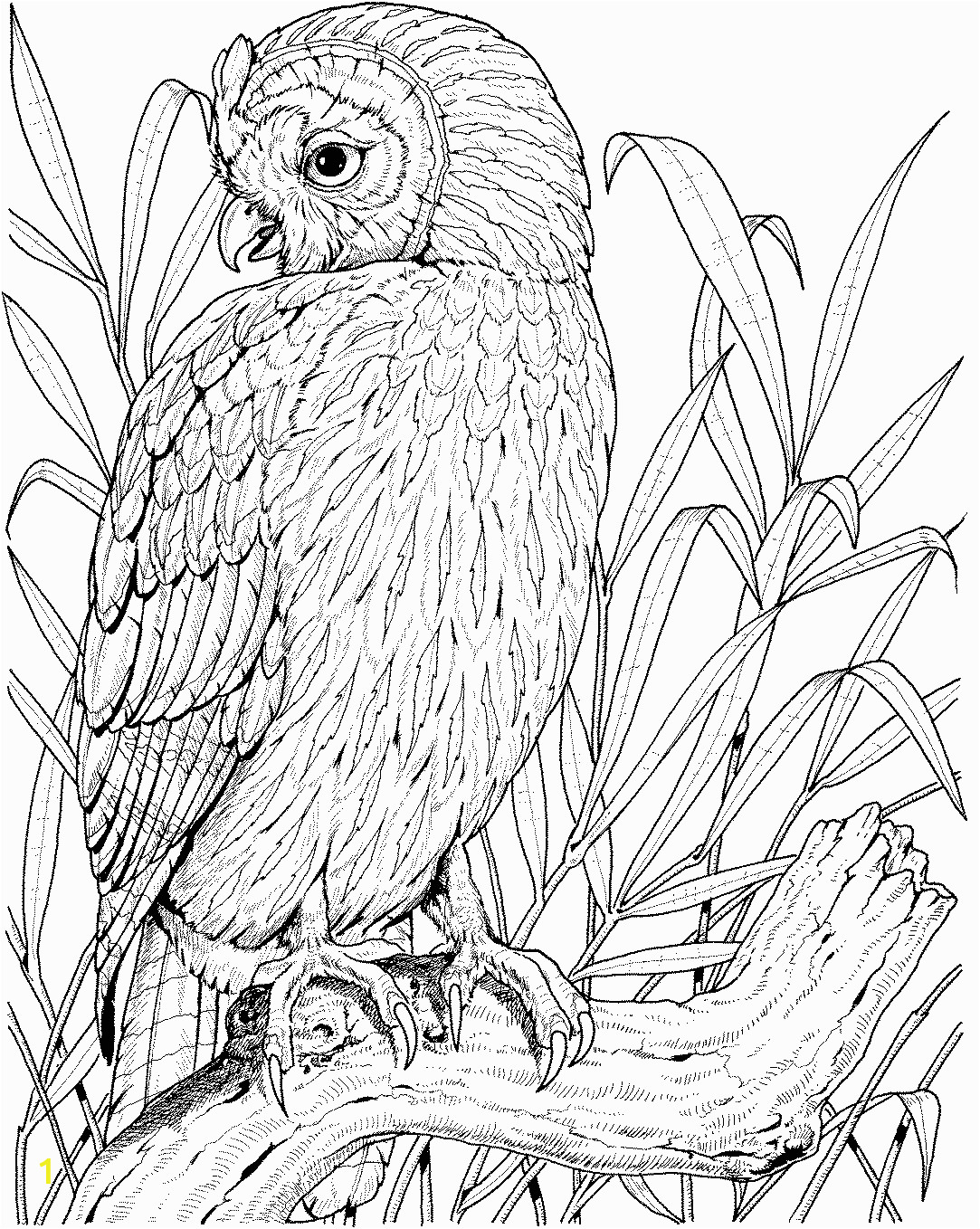 owl coloring pages