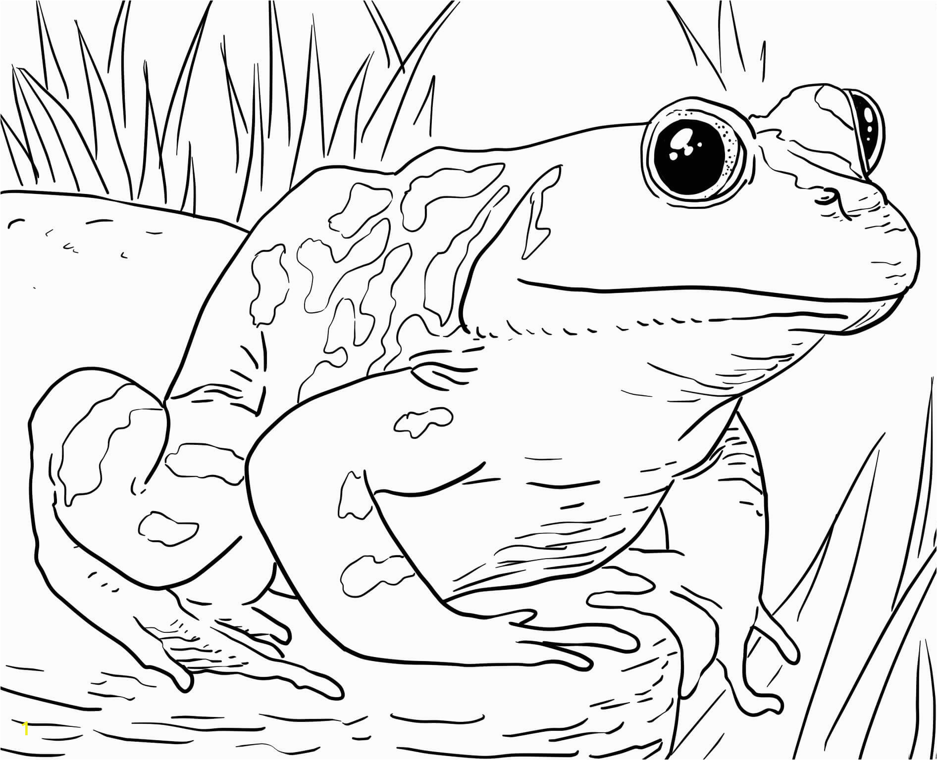 zoo animals coloring pages