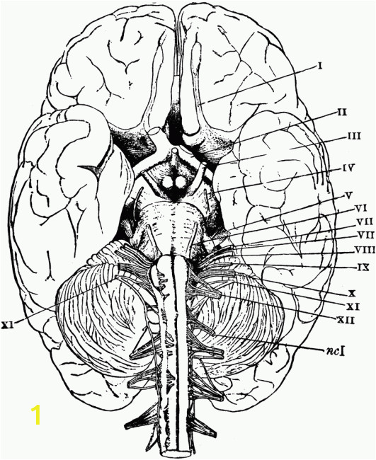 anatomy and physiology coloring pages