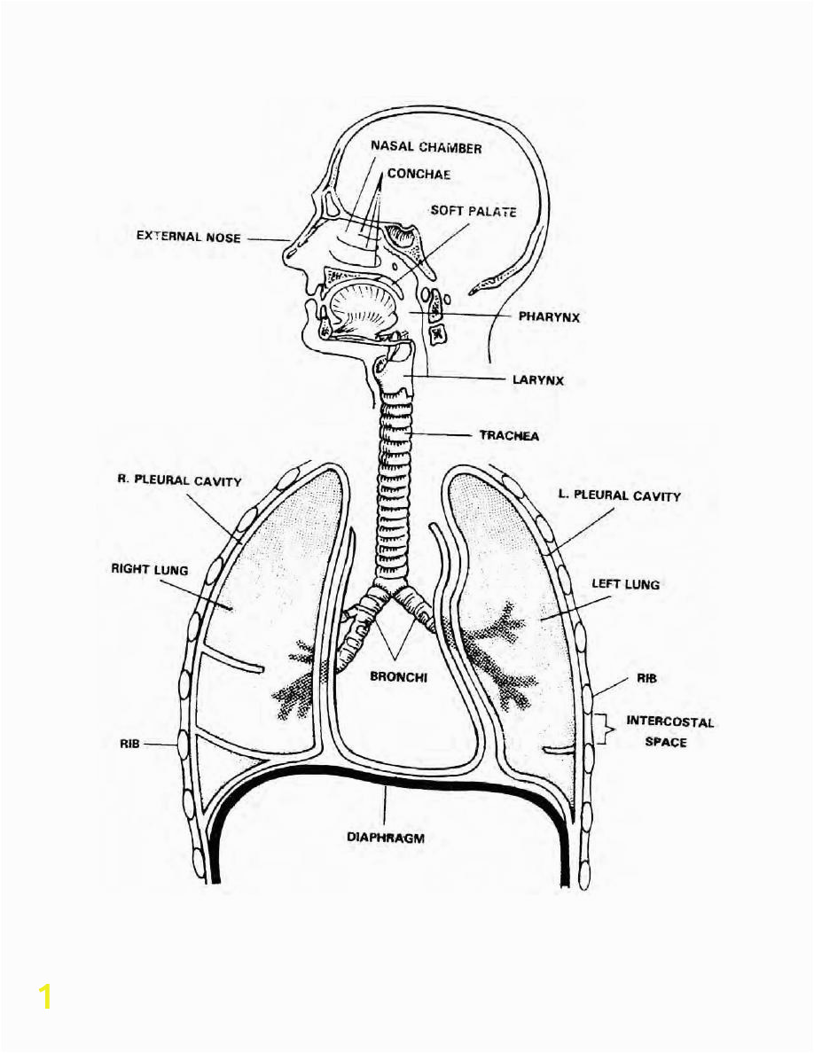 anatomy and physiology coloring pages