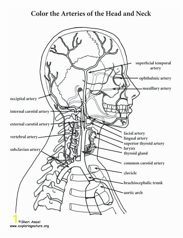 anatomy and physiology coloring pages free