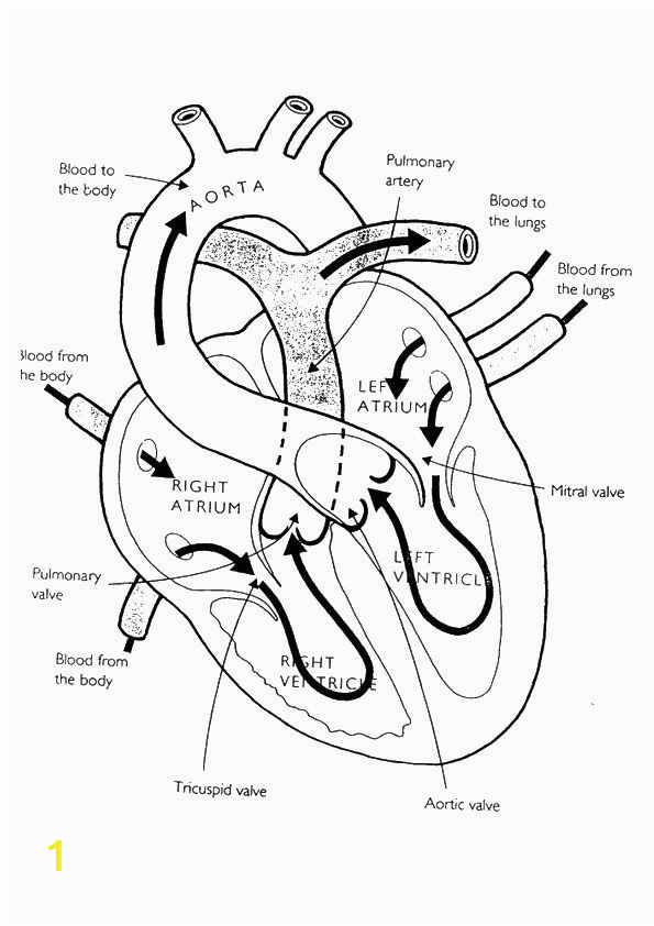 anatomy and physiology coloring pages free