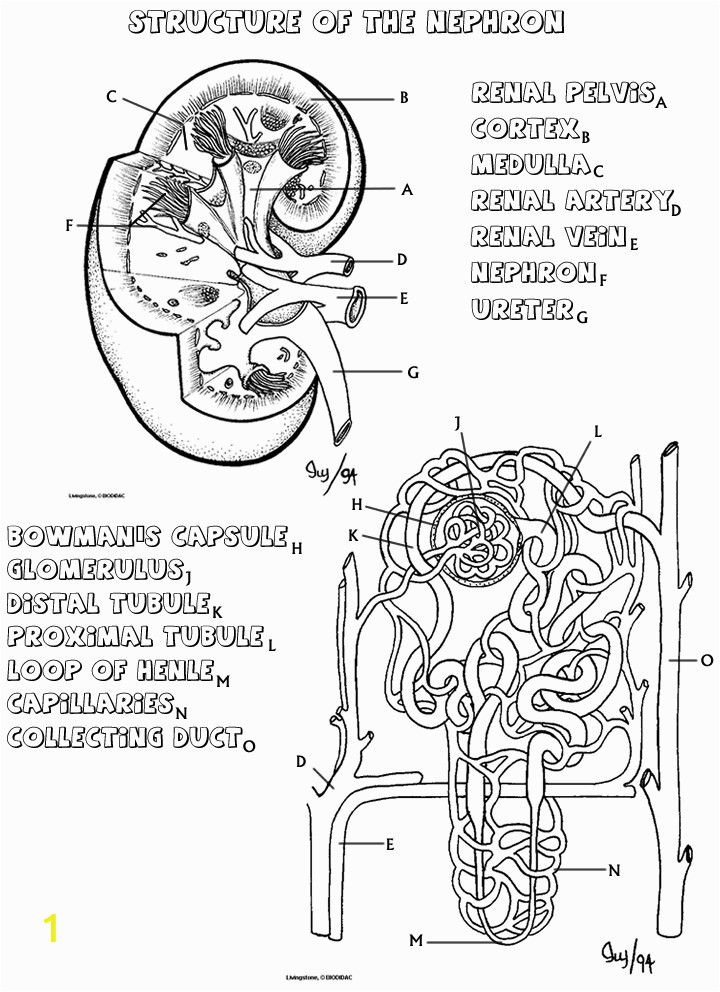 anatomy and physiology coloring pages free