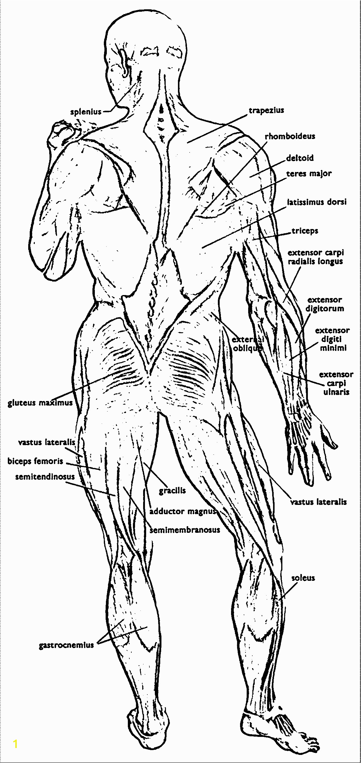 Free Printable Anatomy and Physiology Coloring Pages Anatomy and Physiology Coloring Pages Free Coloring Home