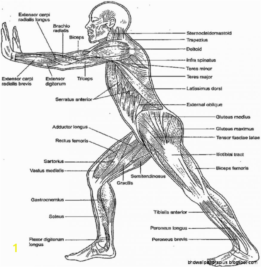 free anatomy and physiology coloring pages