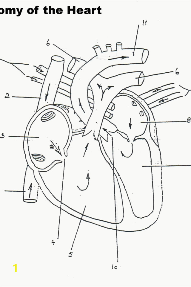 free anatomy and physiology coloring pages