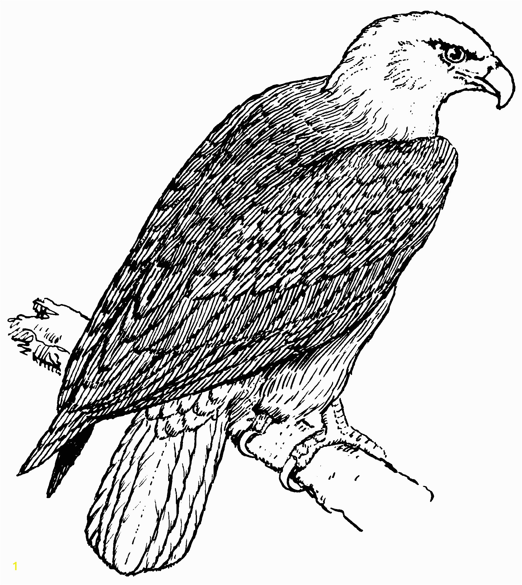 bald eagle coloring pages