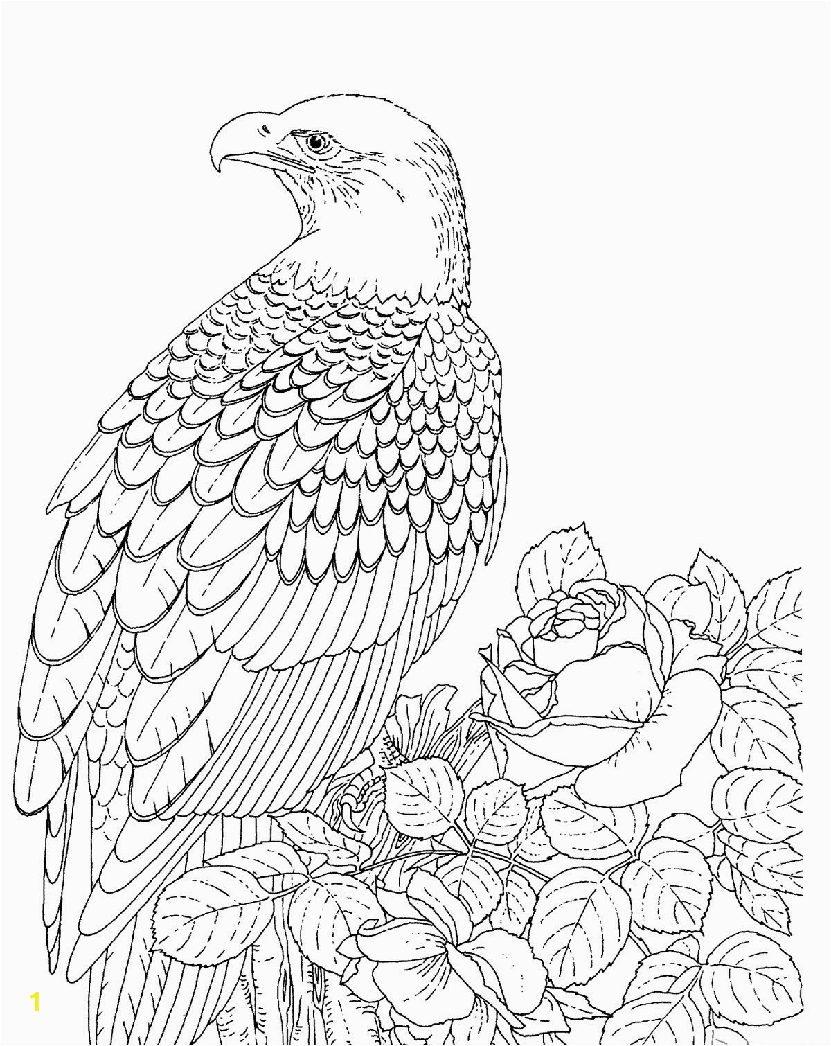 bald eagle coloring pages