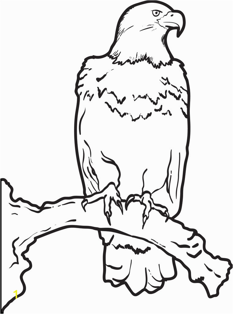 bald eagle coloring page a4375