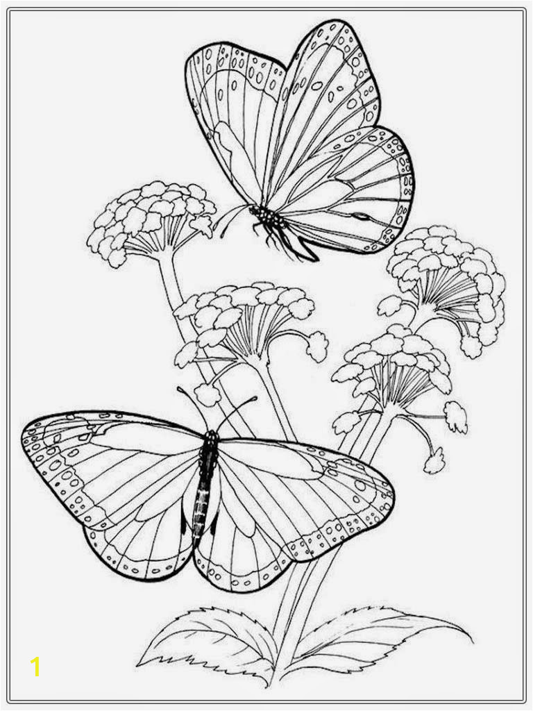 butterfly and flower coloring pages for adults