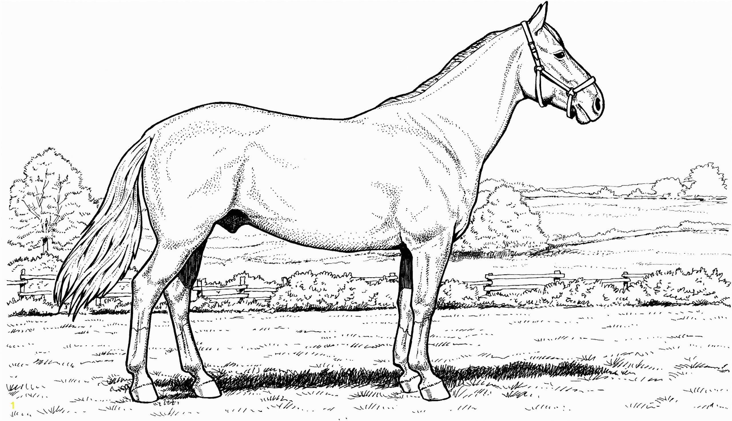 Free Printable Realistic Horse Coloring Pages Free Horse Coloring Pages