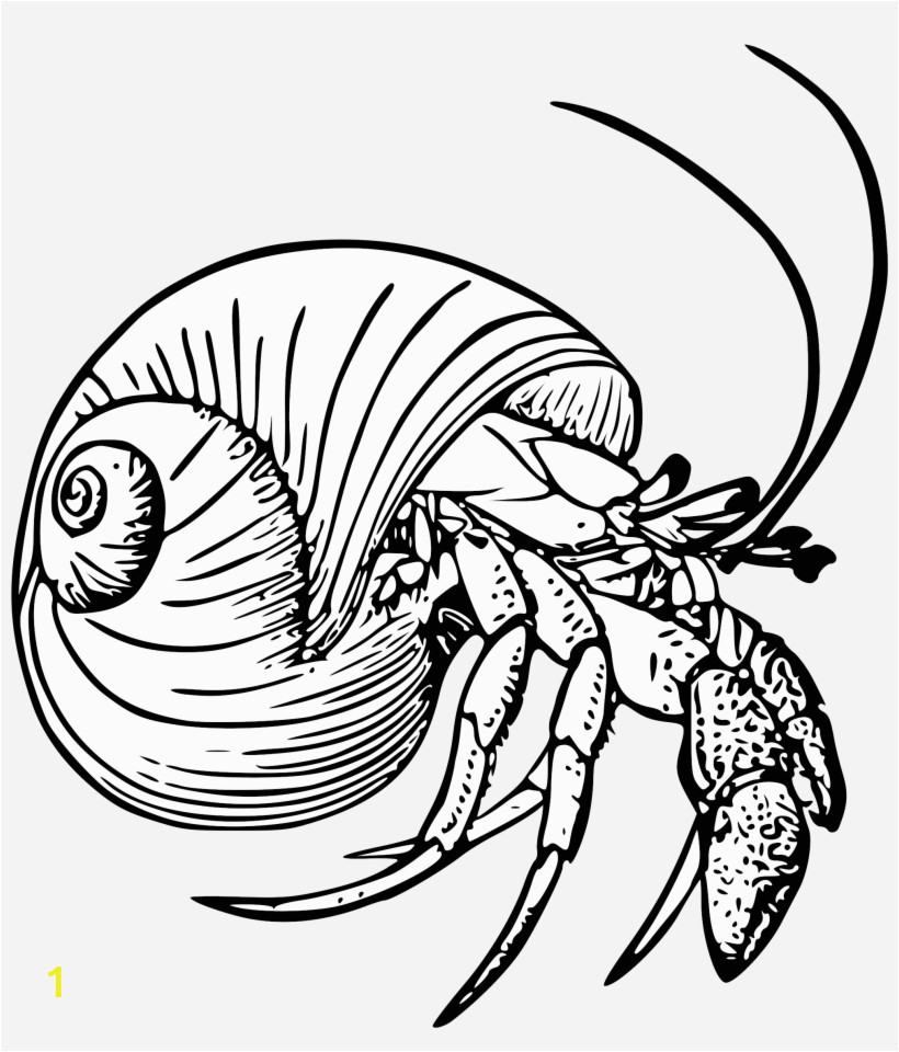 Hermit Crab Coloring Page Eric Carle Graphic Black and White Stock Drawing Crabs Hermit