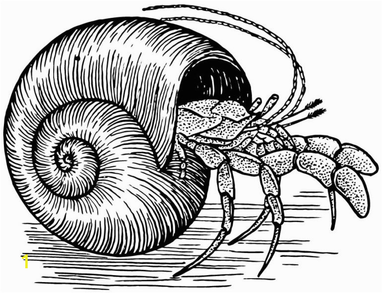 Hermit Crab clipart eric carle