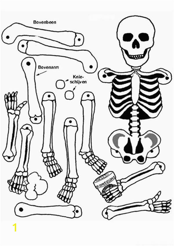 anatomy coloring pages for kids