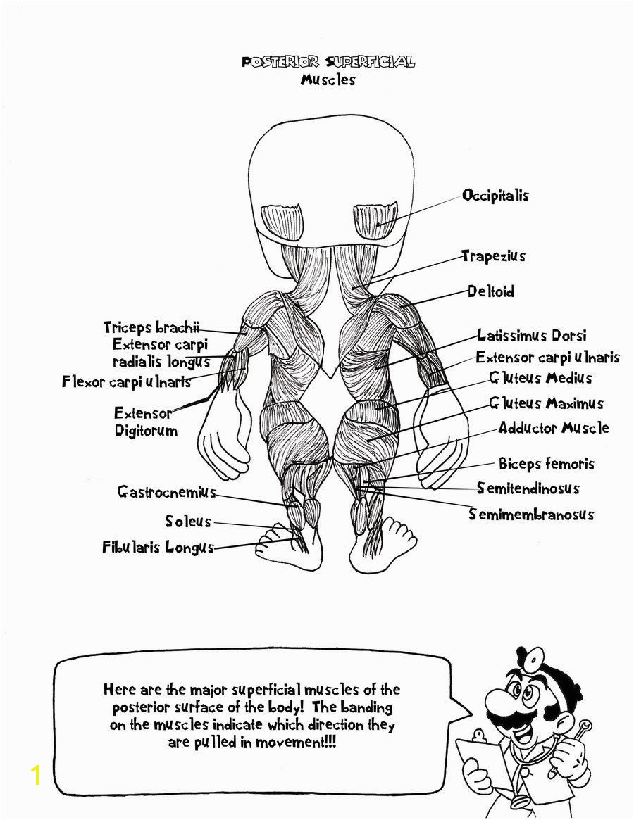 anatomy coloring pages for kids