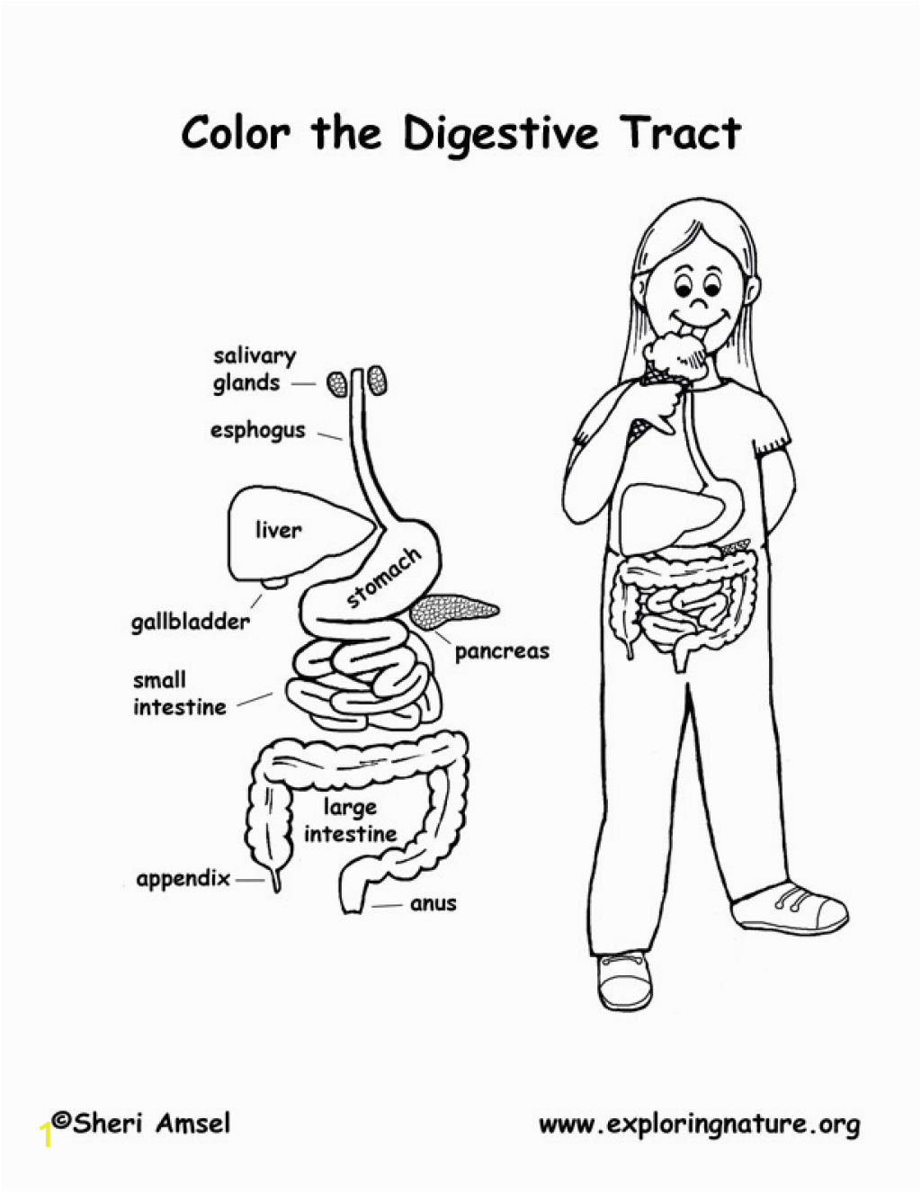 human body systems coloring pages