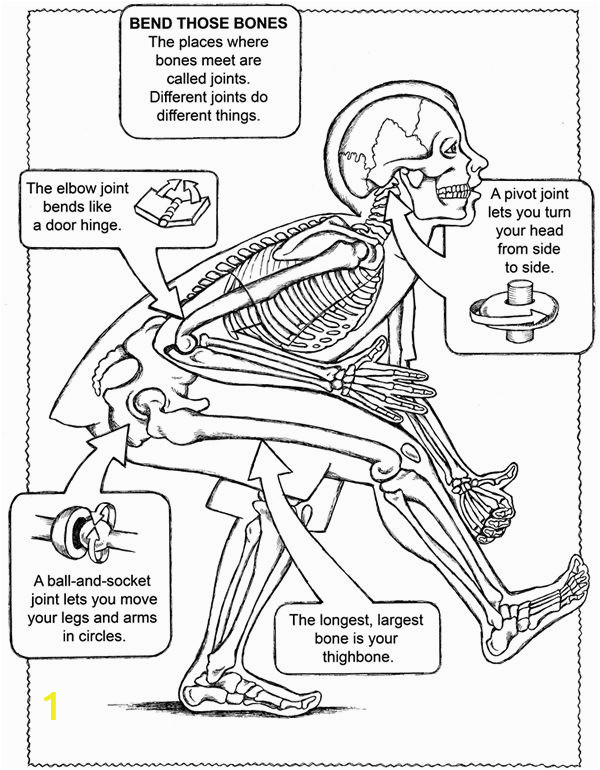 human body systems coloring pages
