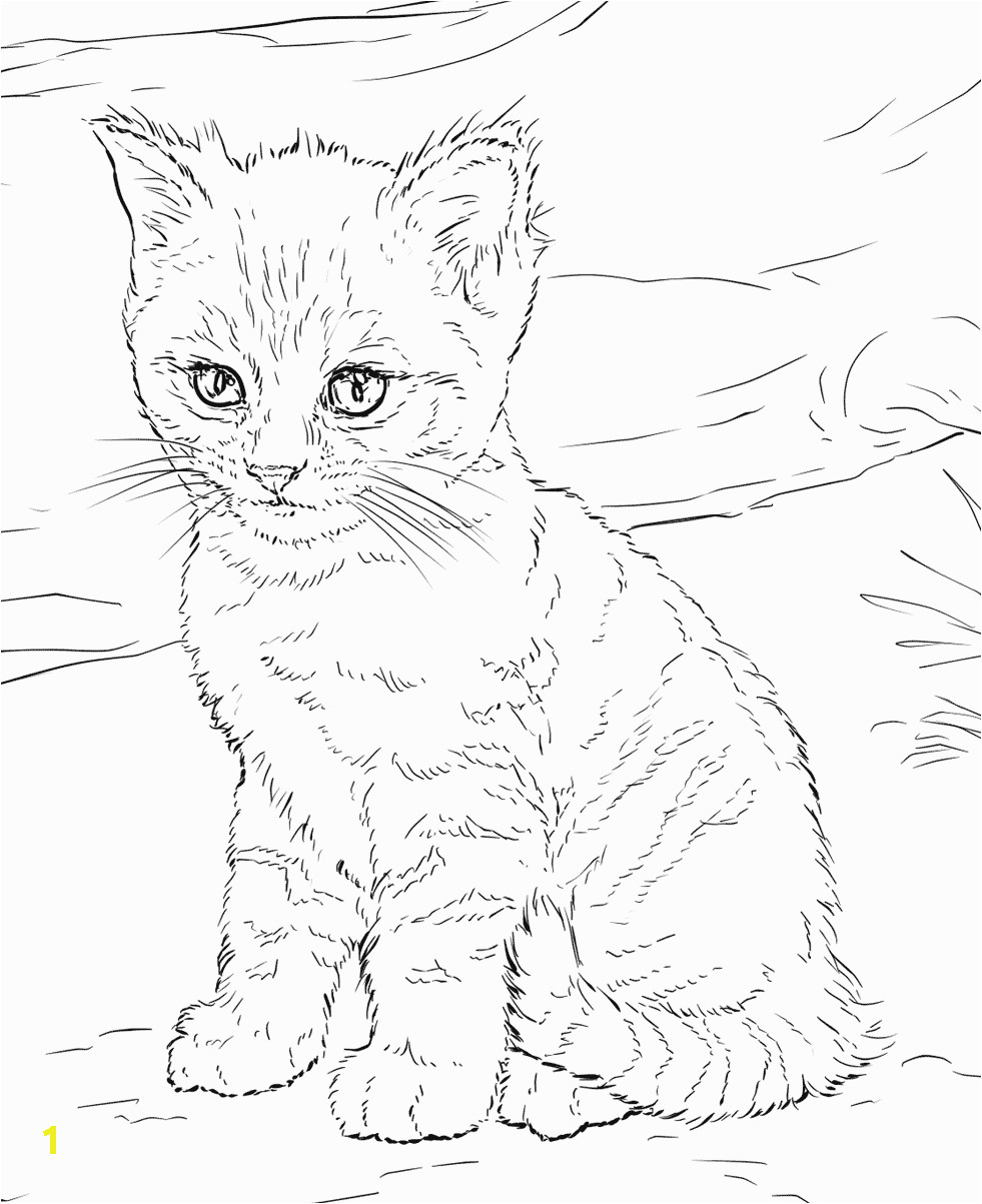 cat coloring pages for adults