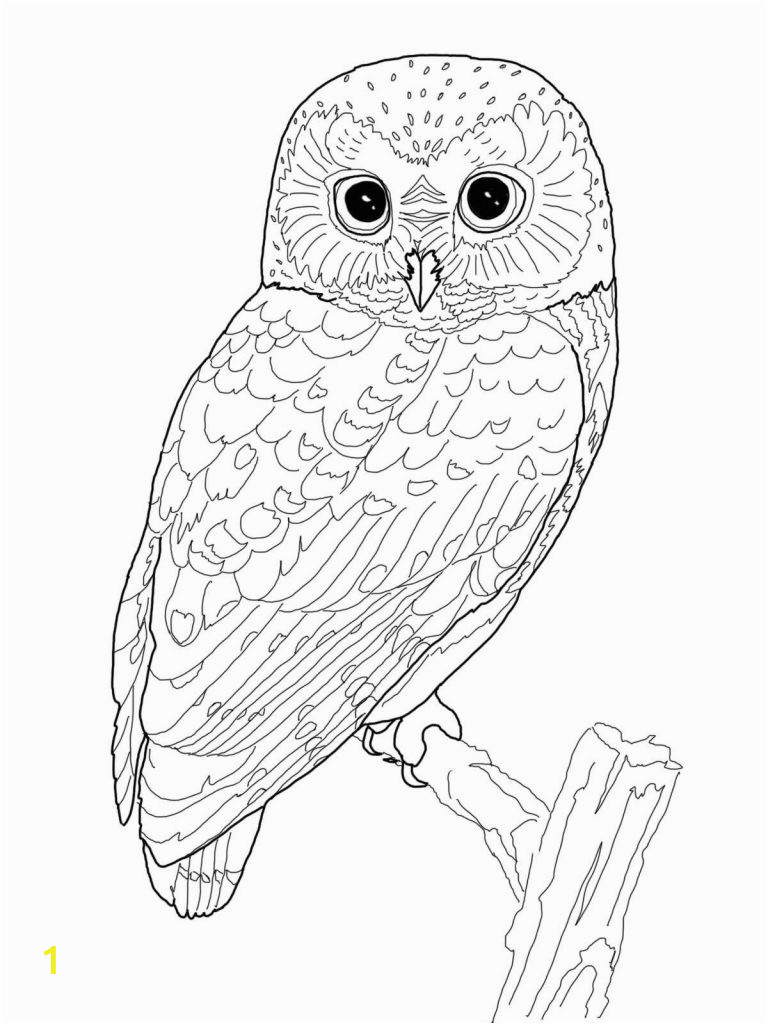 owl coloring pages adults