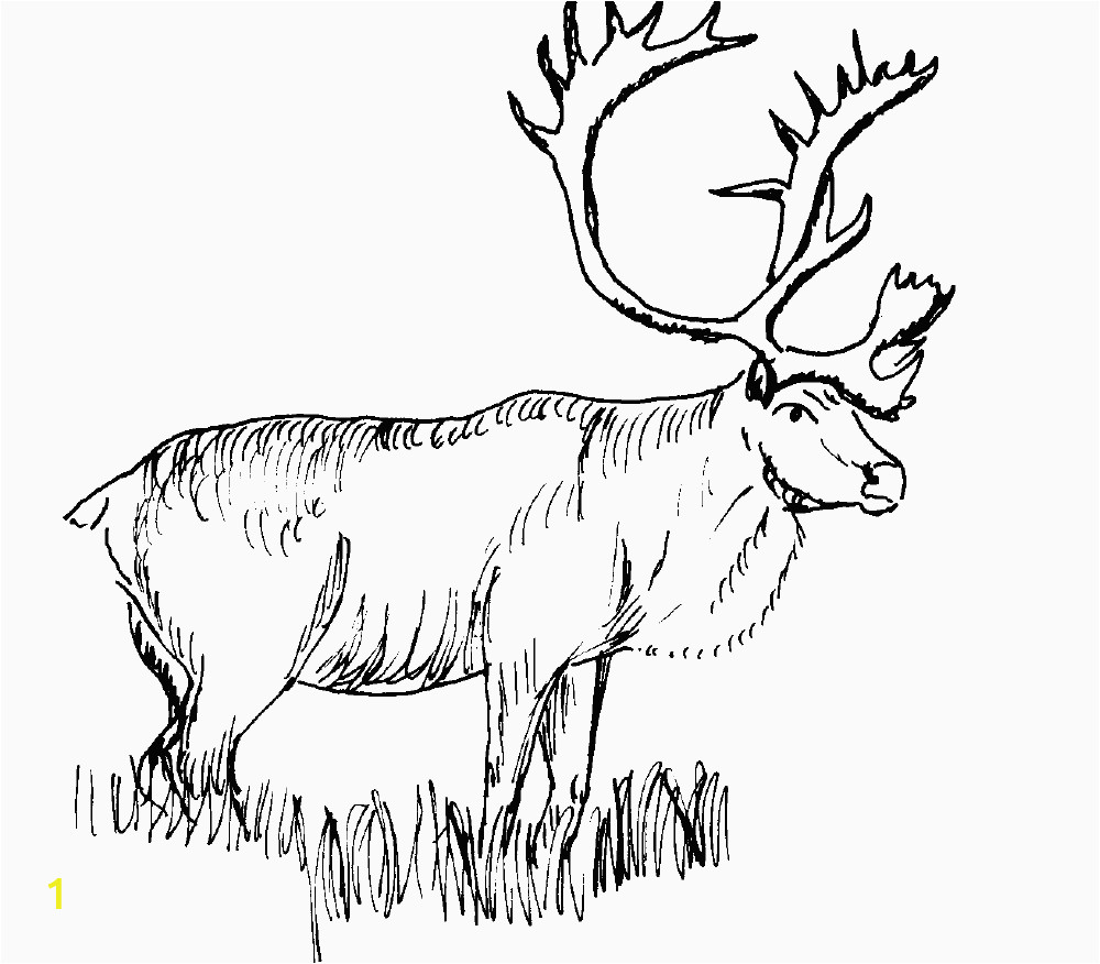 free realistic animal coloring pages