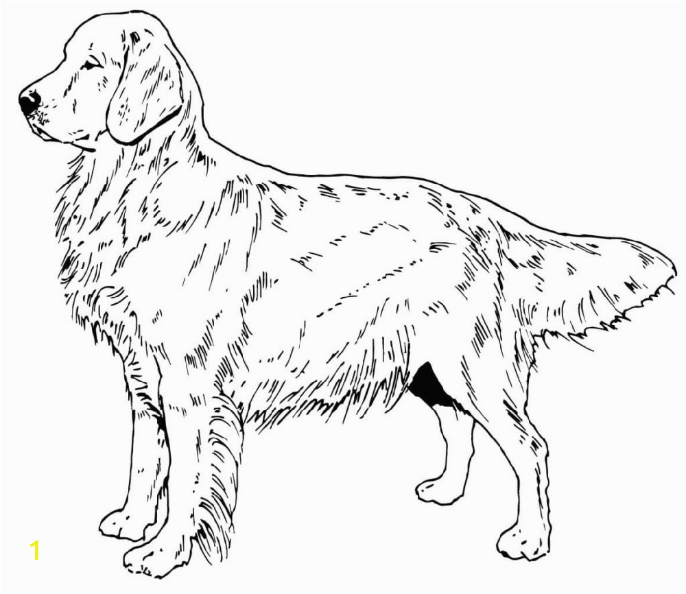 golden retriever coloring pages