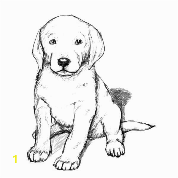 golden retriever coloring pages