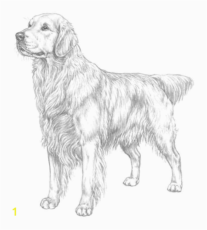 golden retriever puppy coloring pages printable