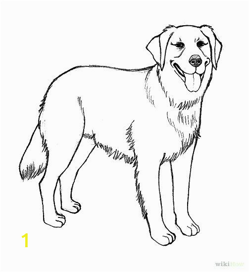 Realistic Golden Retriever Dog Coloring Pages Realistic Golden Retriever Coloring Pages