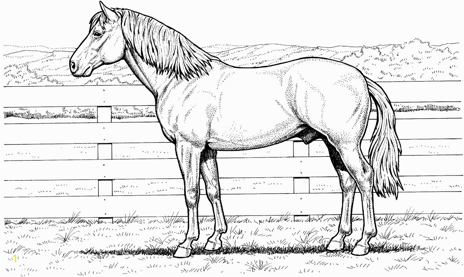 horse coloring pages for adults
