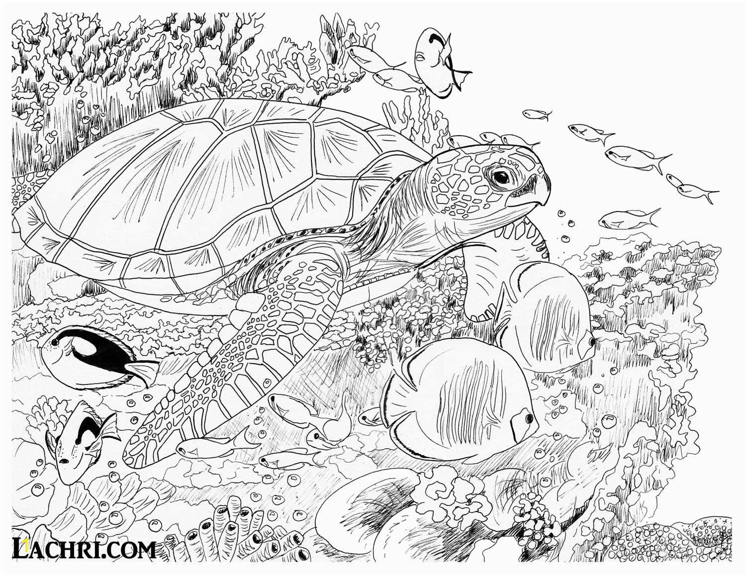 Sea Turtle Coloring Pages for Adults | divyajanani.org