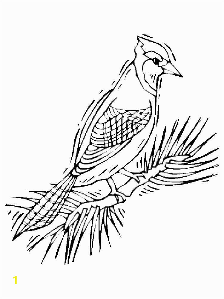blue jays coloring pages
