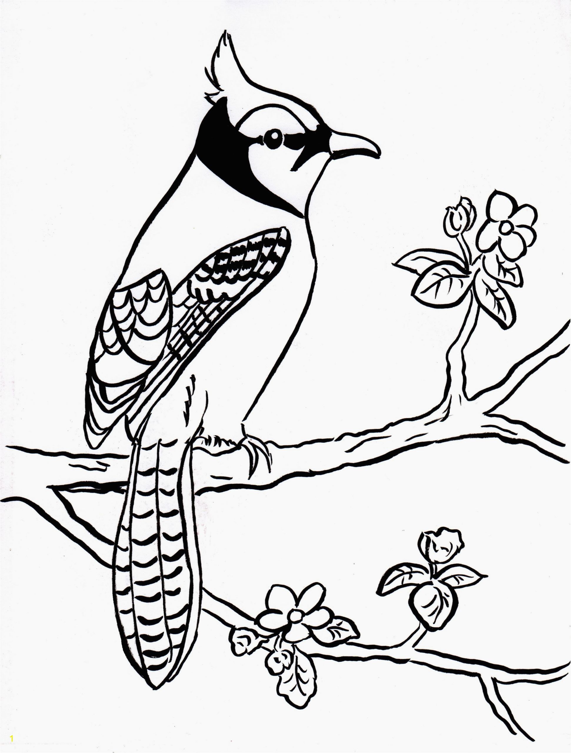 blue jays logo coloring pages