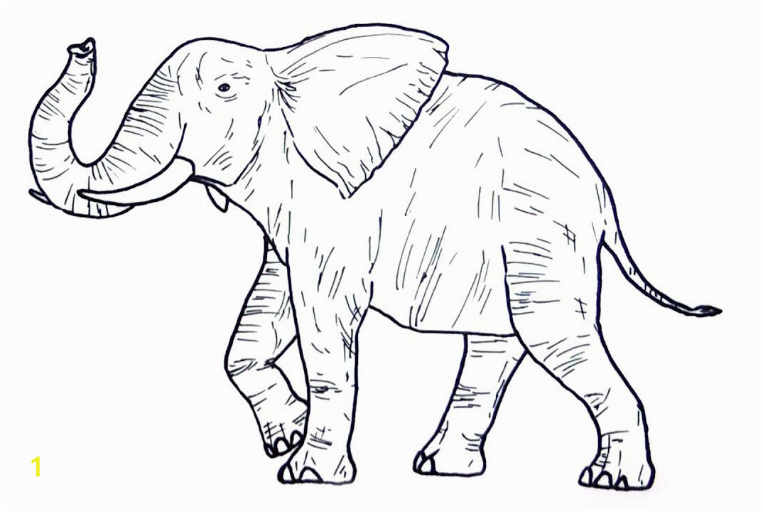 wild animal coloring pages