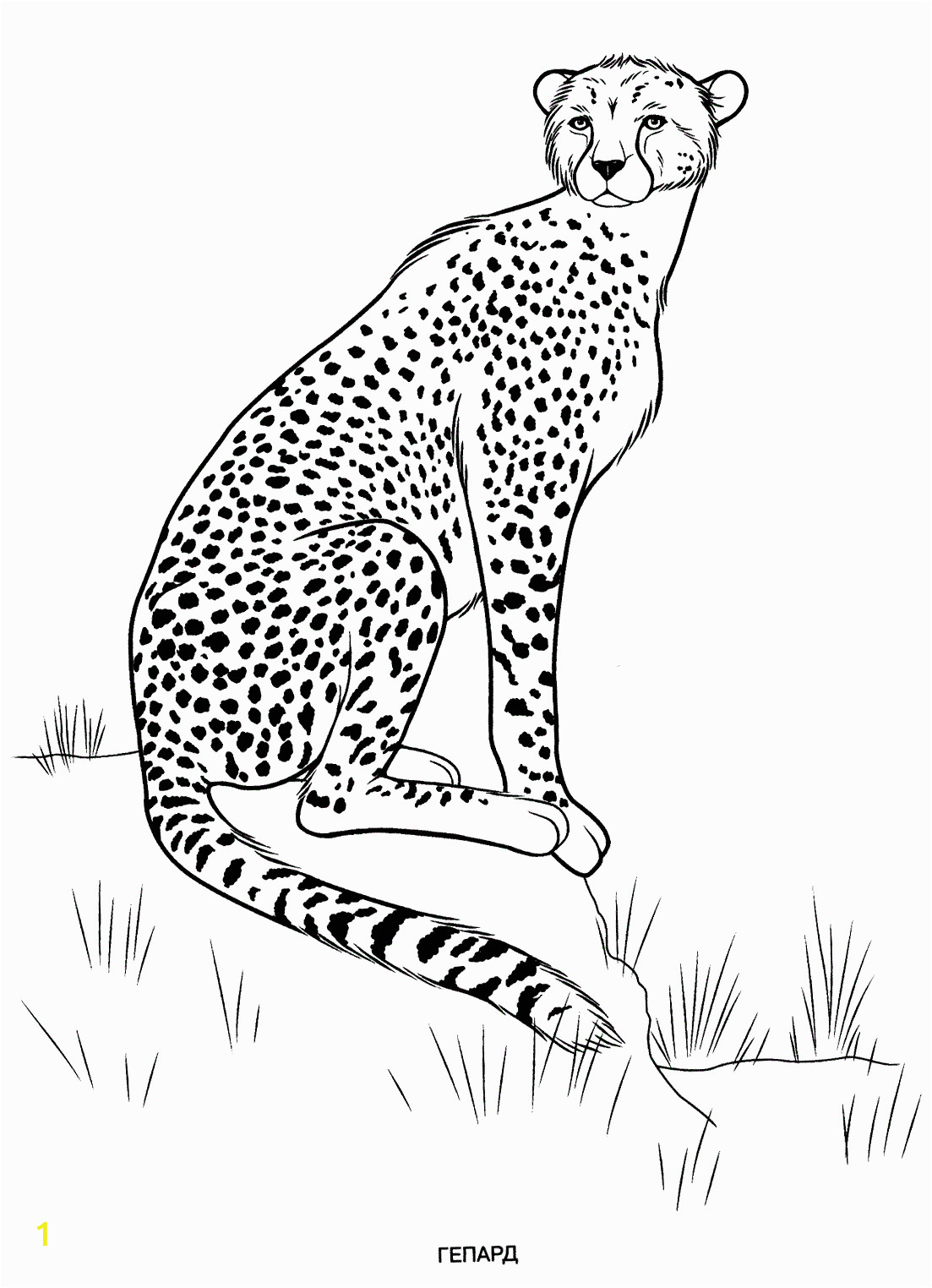 wild animals coloring pages