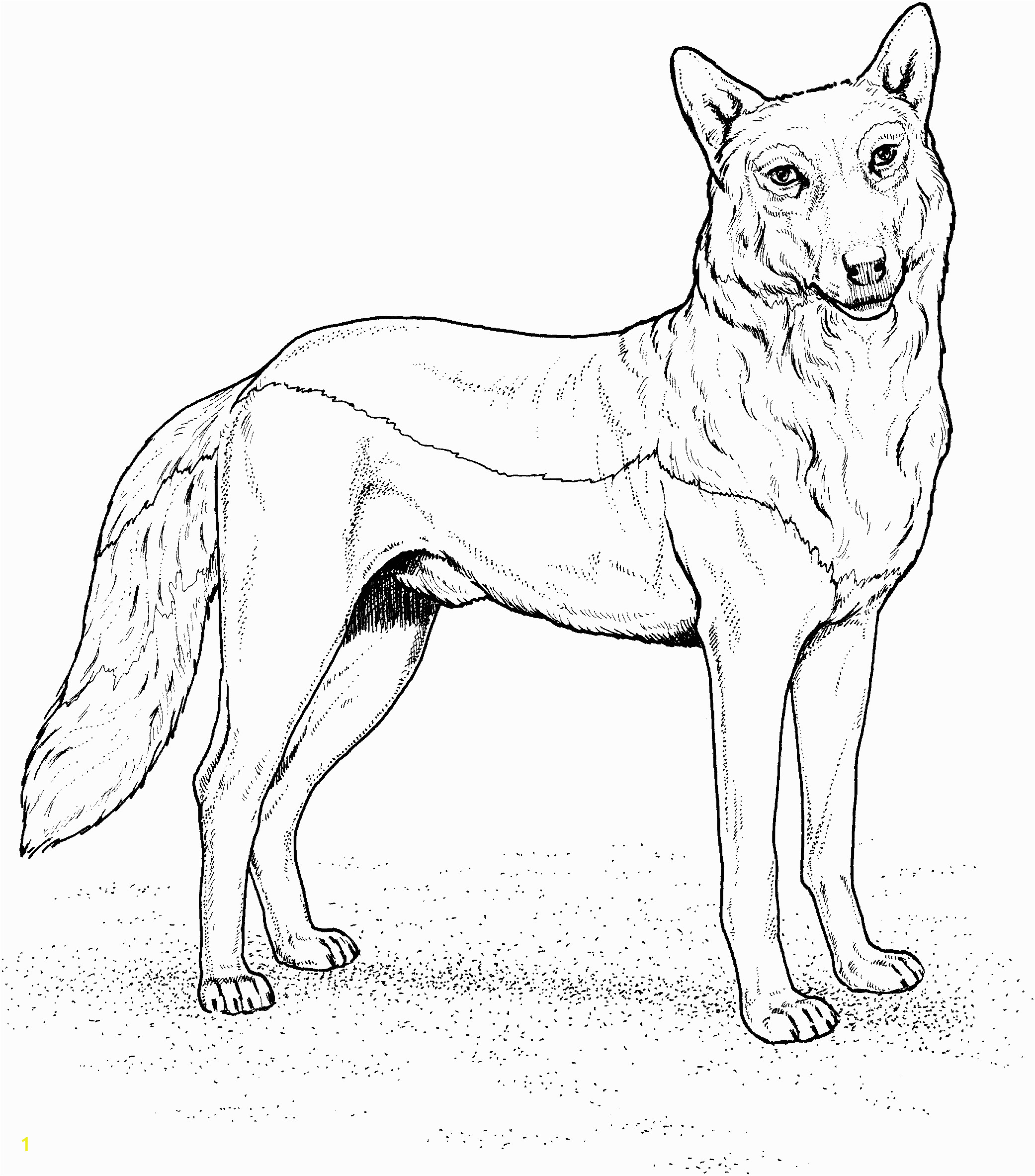 wolf coloring pages